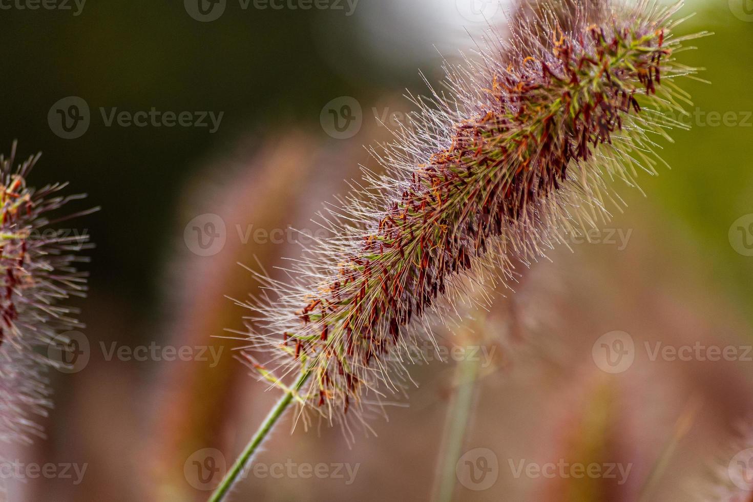 close-up vossenstaart fontein gras foto