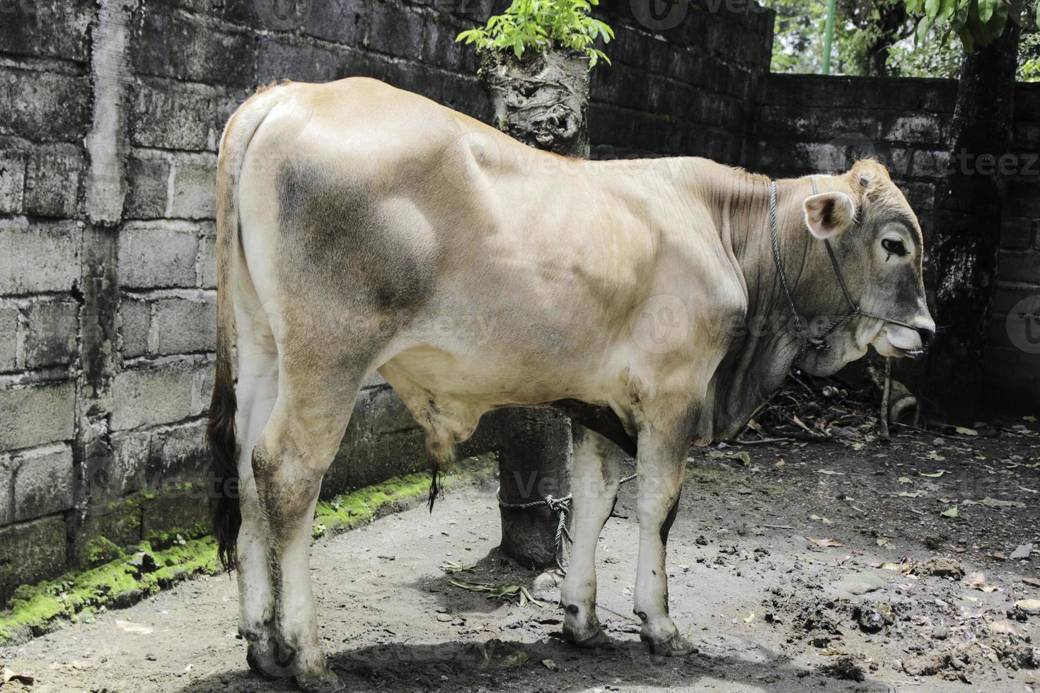 jonge ongole gekruiste runderen of javaanse koe of bos taurus is het grootste vee in indonesië in traditionele boerderij, indonesië. traditionele veeteelt. foto