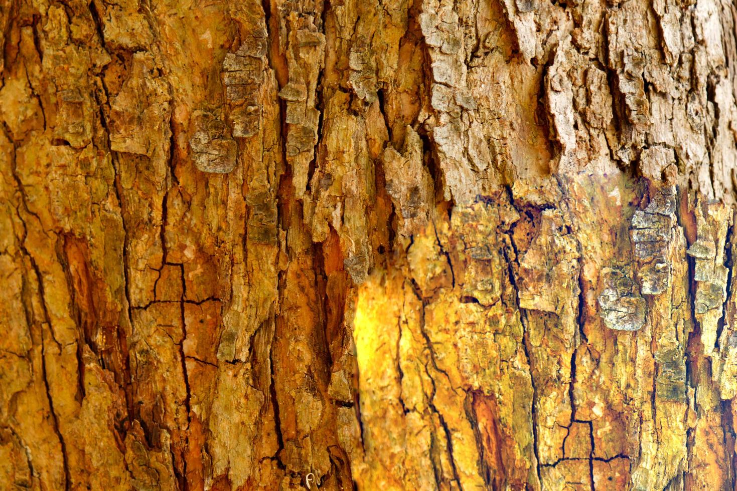schorspatroon is textuur van boom. voor achtergrondhout foto