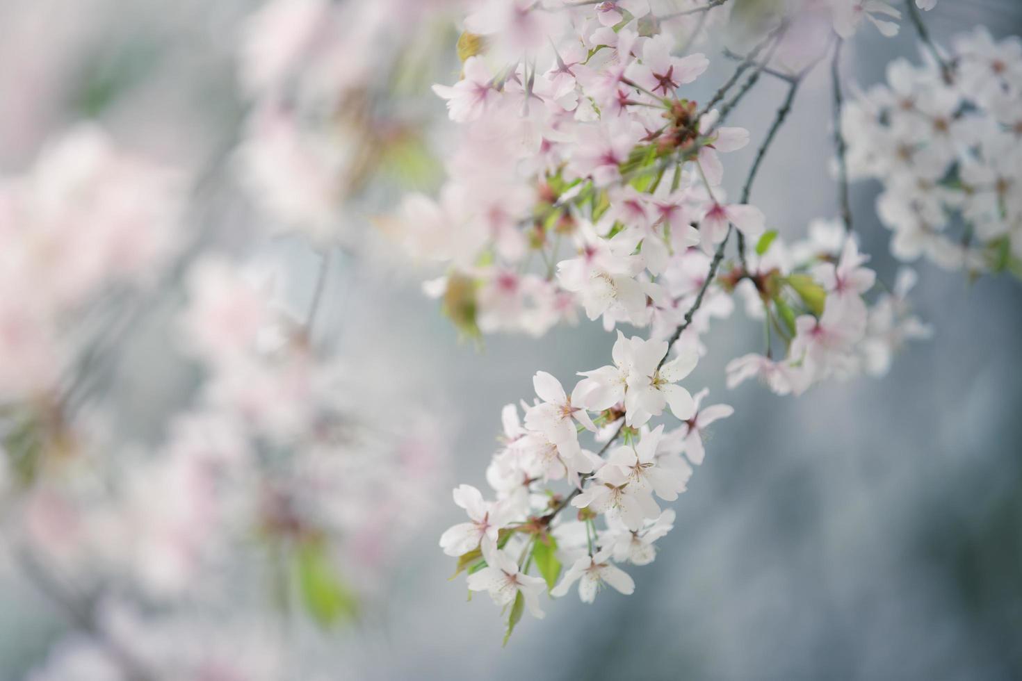 prachtige kersenbloesem sakura in de lente foto