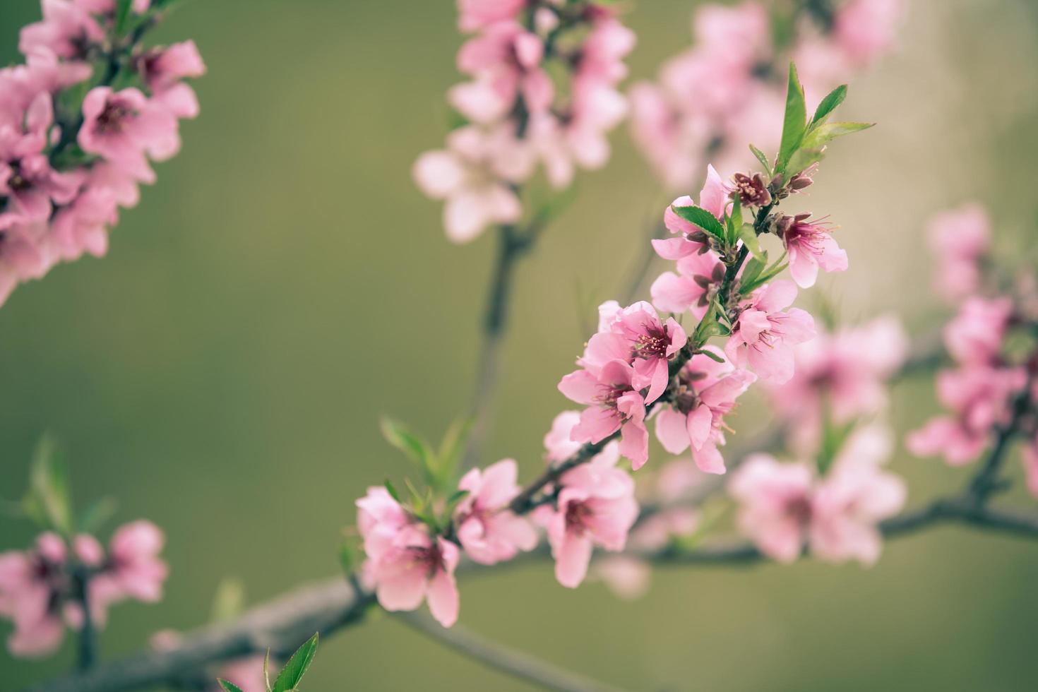 prachtige kersenbloesem sakura in de lente foto