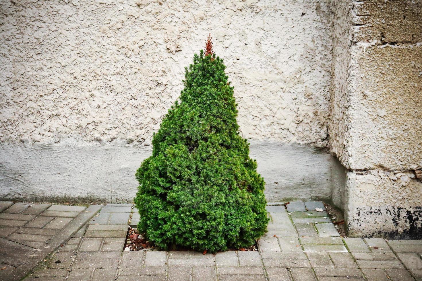 kleine groene babyspar groeit op verharde betegelde tuin in de buurt van betonnen bouwmuur foto