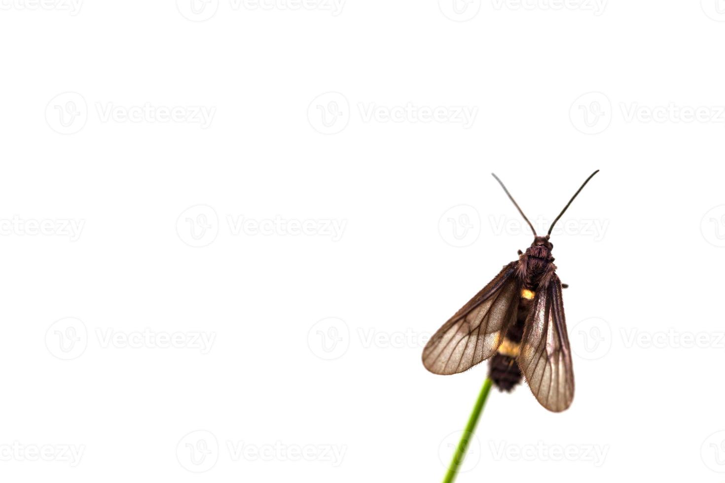 zwarte vlinder neergestreken op blad foto