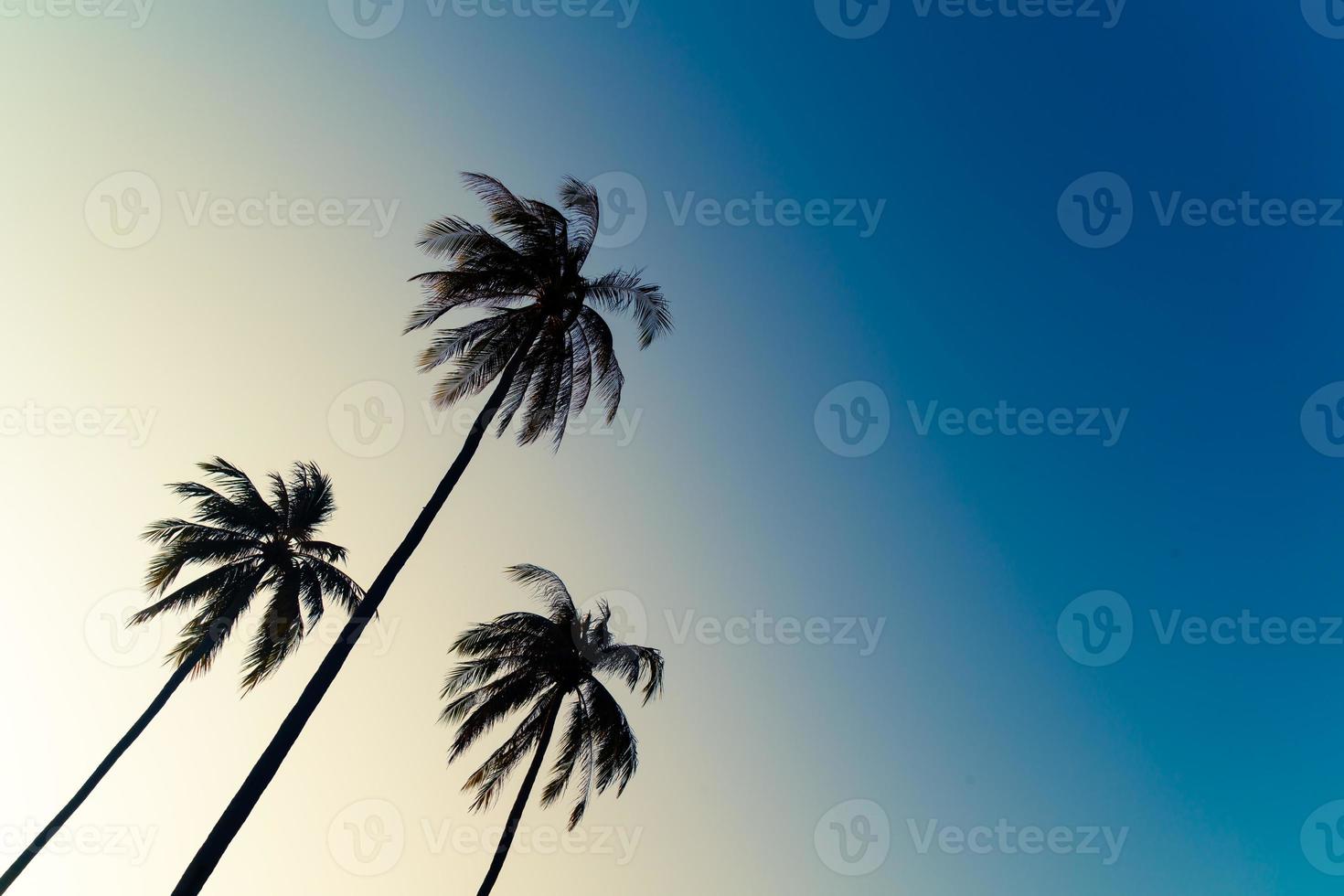 kokospalm met prachtige lucht foto