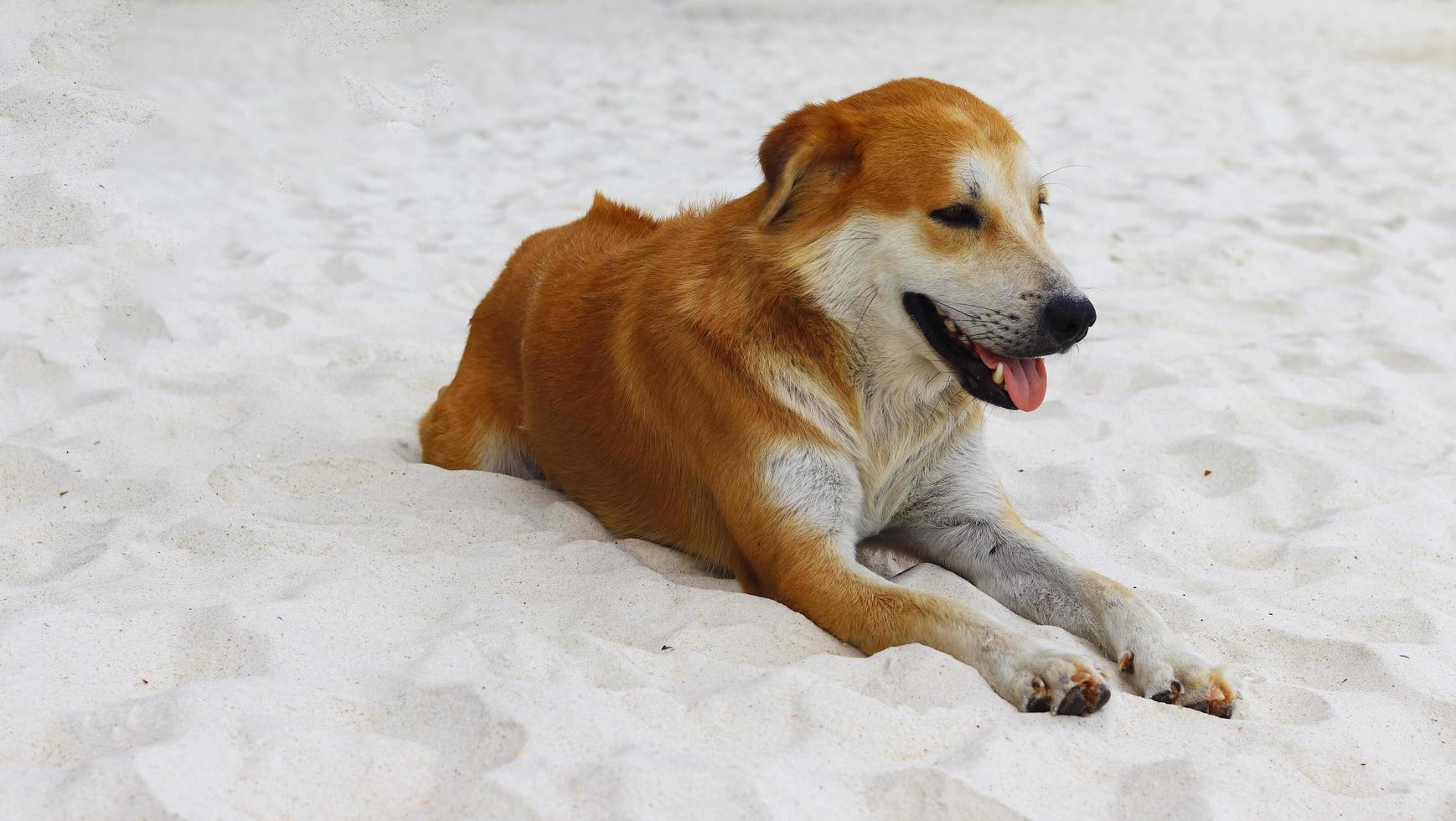 bruine hond liggend op wit zandstrand zomerstrand foto