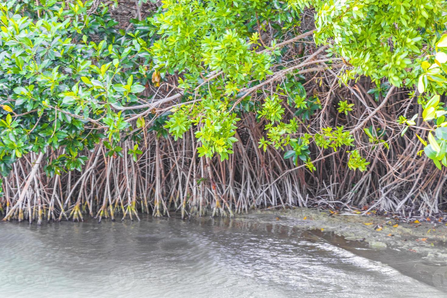 muyil lagune panorama uitzicht landschap natuur mangrove bomen mexico. foto