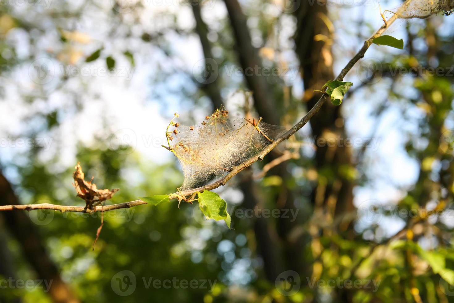 spinnenweb op boomtakken gemaakt van gewone vogelkersmot foto