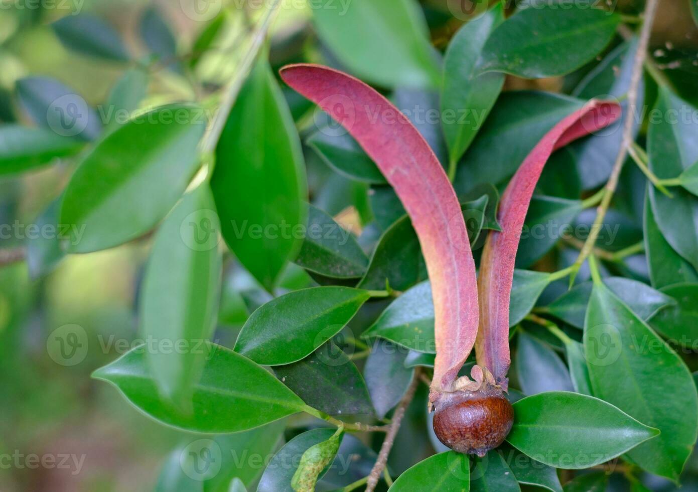 gurjan, keruing, yang naa-zaad op groene bladachtergrond, wetenschappelijke naam dipterocarpus alatus roxb foto