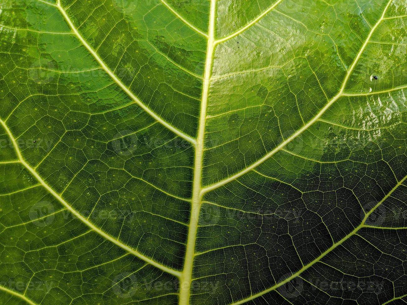 close-up foto van groene bladeren voor achtergrond.