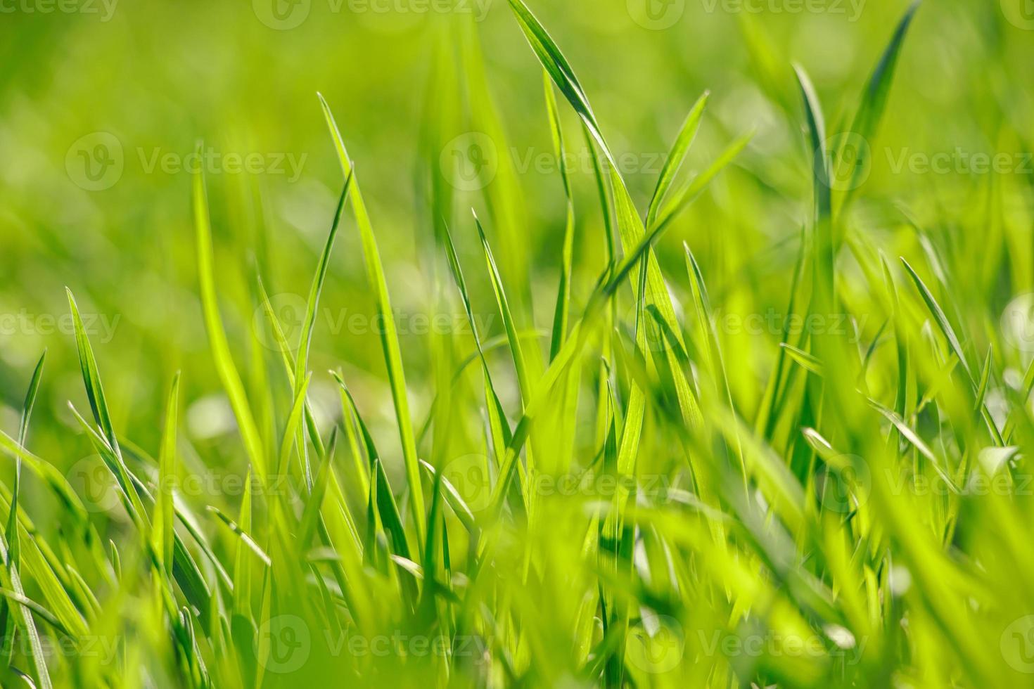 jong groen vers gras in het voorjaar. foto