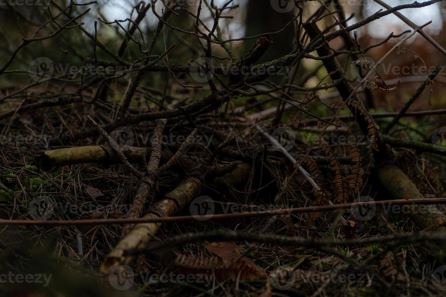 gevallen takken in het bos foto