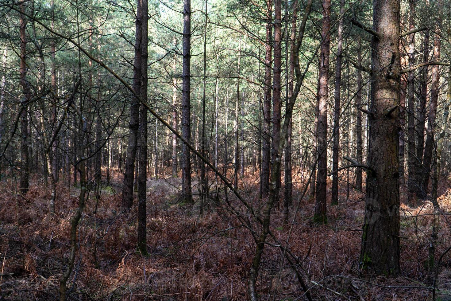 winter bos bomen foto