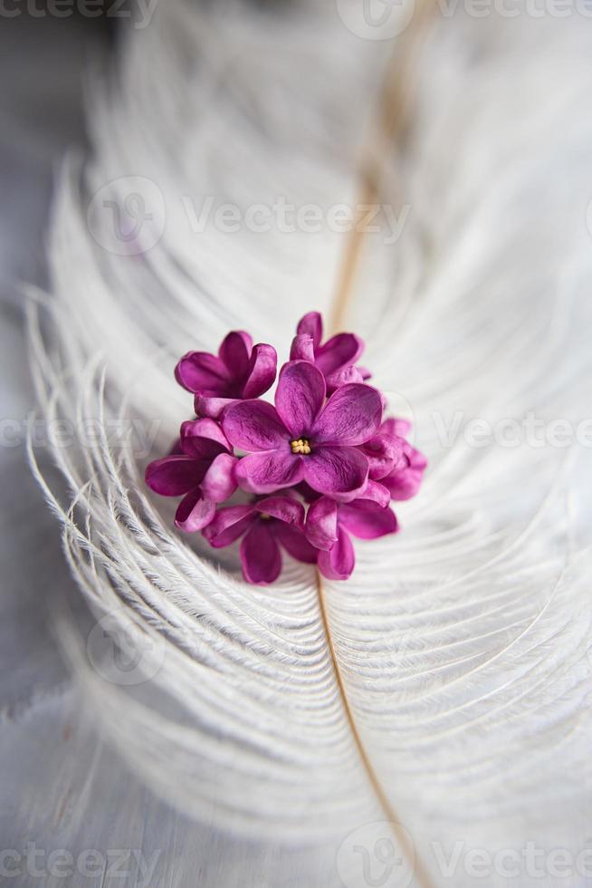 lila violette bloemen op een witte struisvogelveer. de magie van lila bloemen met vijf bloemblaadjes. bespotten foto