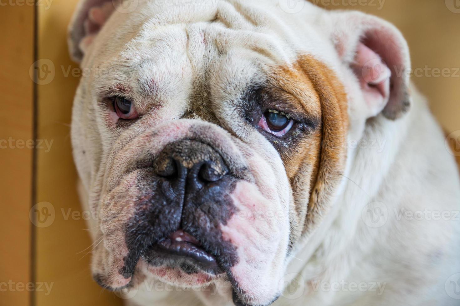 Engelse buldog op zoek foto