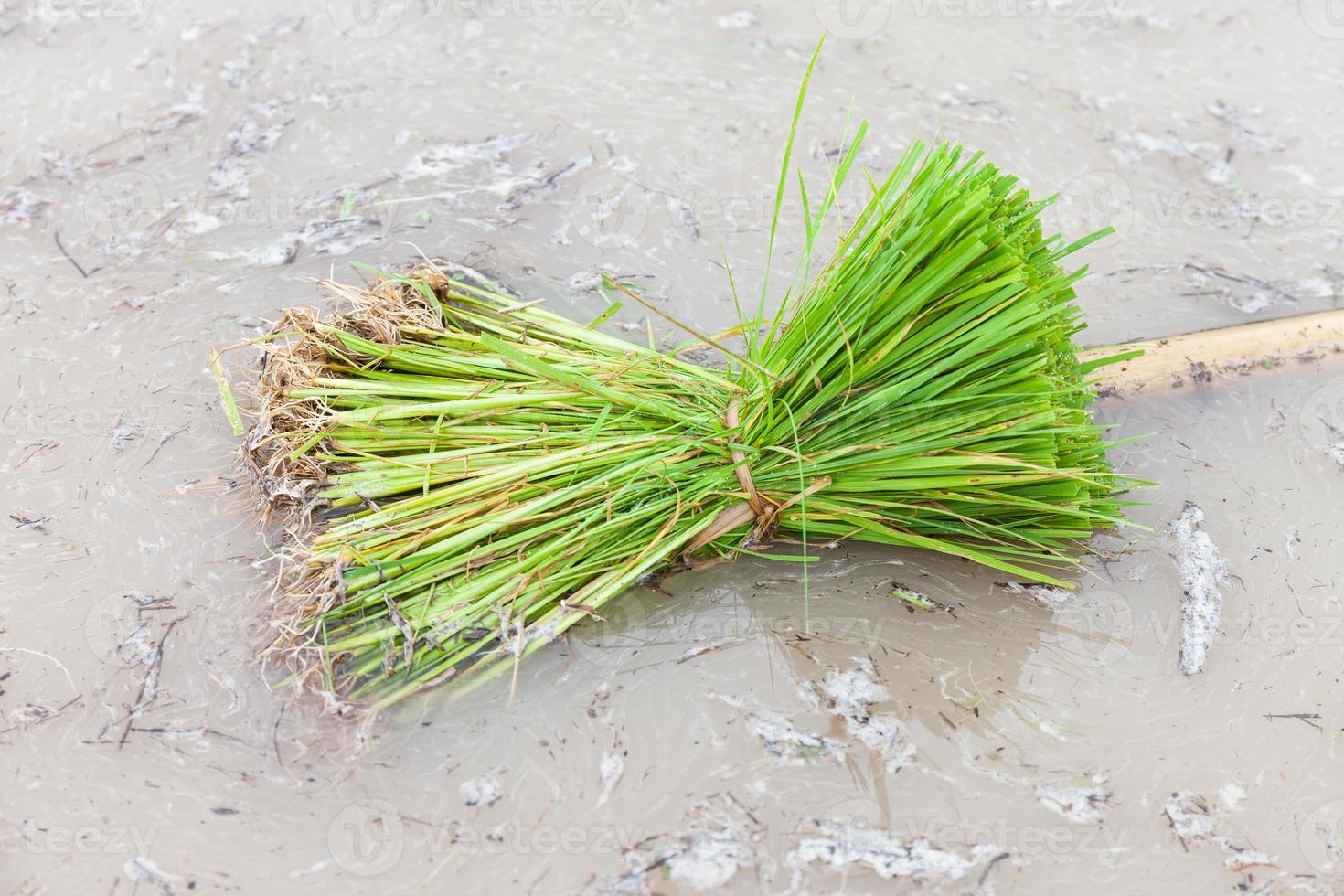 jonge rijstzaailing voorbereiding om in geordende rijen te planten foto