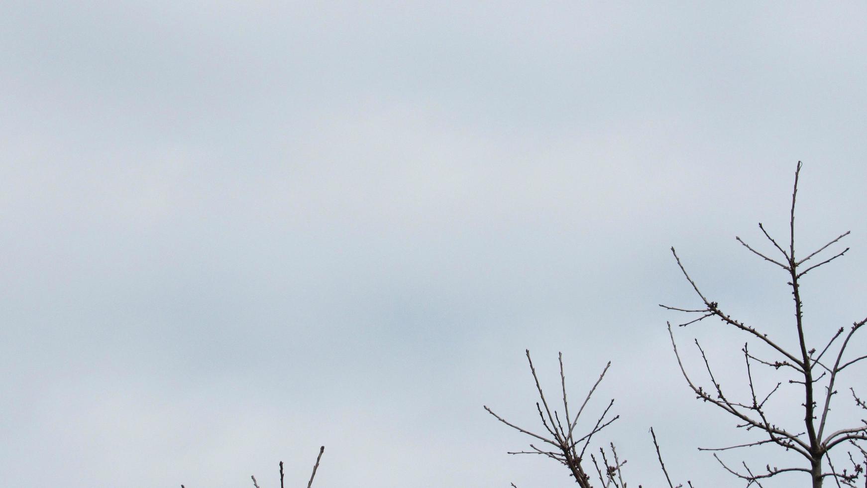 de achtergrond van de boomtakken en de lucht foto