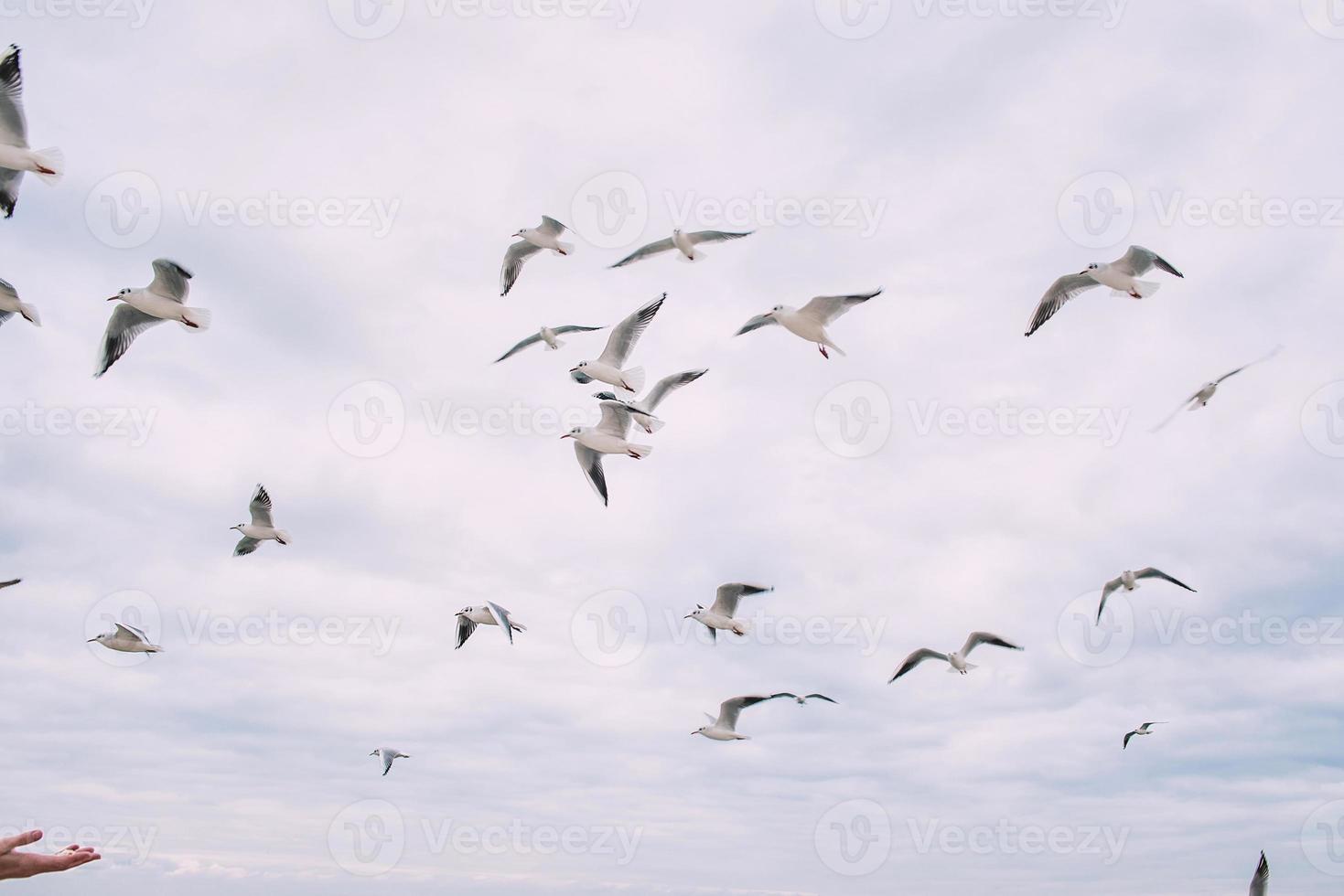 met de hand voedende meeuwen die in de bewolkte herfsthemel vliegen foto