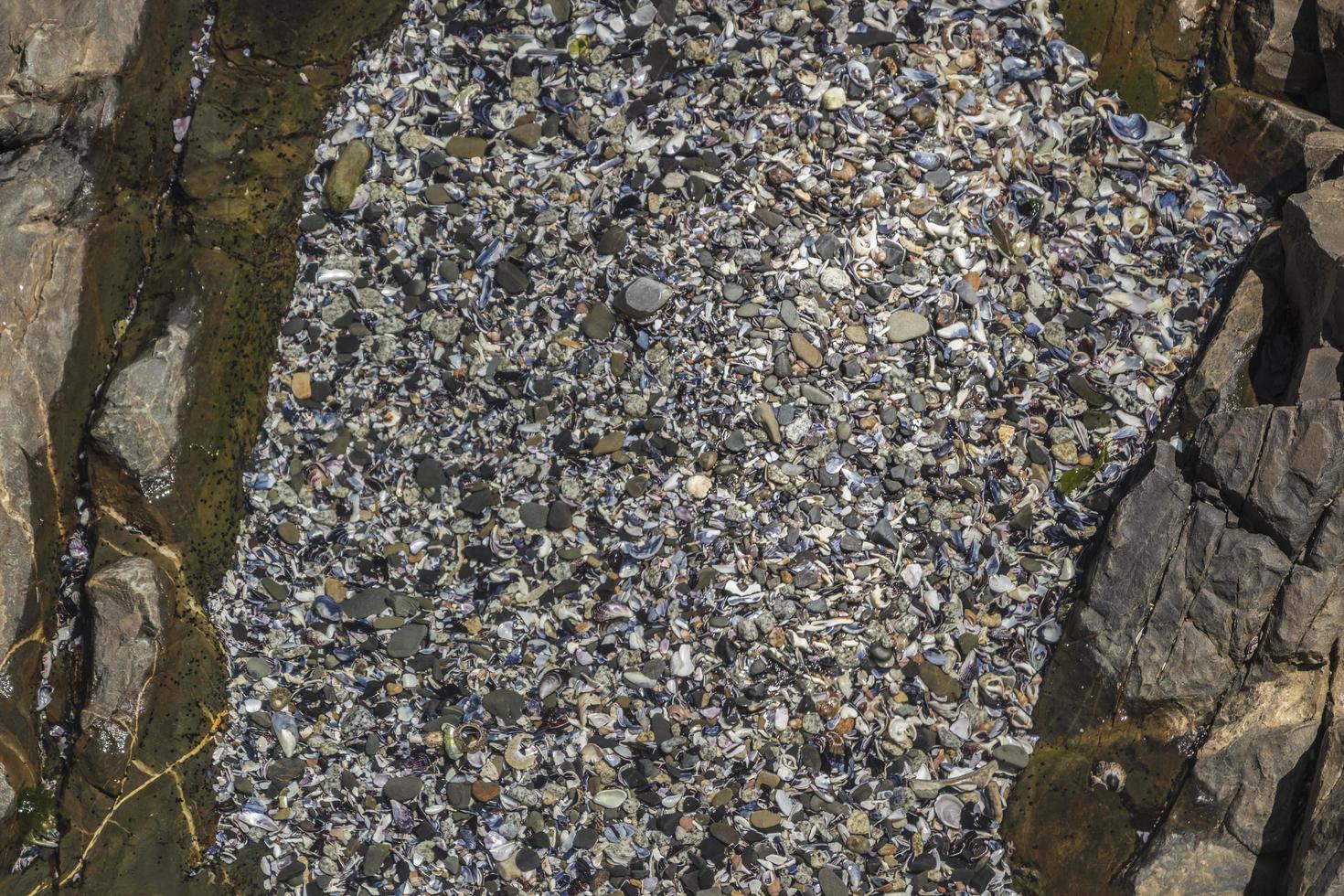 textuur van schelpen, strandzandstenen. zee punt kaapstad. foto