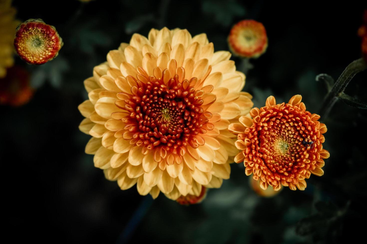 close-ups bloemenachtergronden die de mooie details benadrukken natuur chrysant bloem achtergrond bloemenbeelden die indruk maken foto