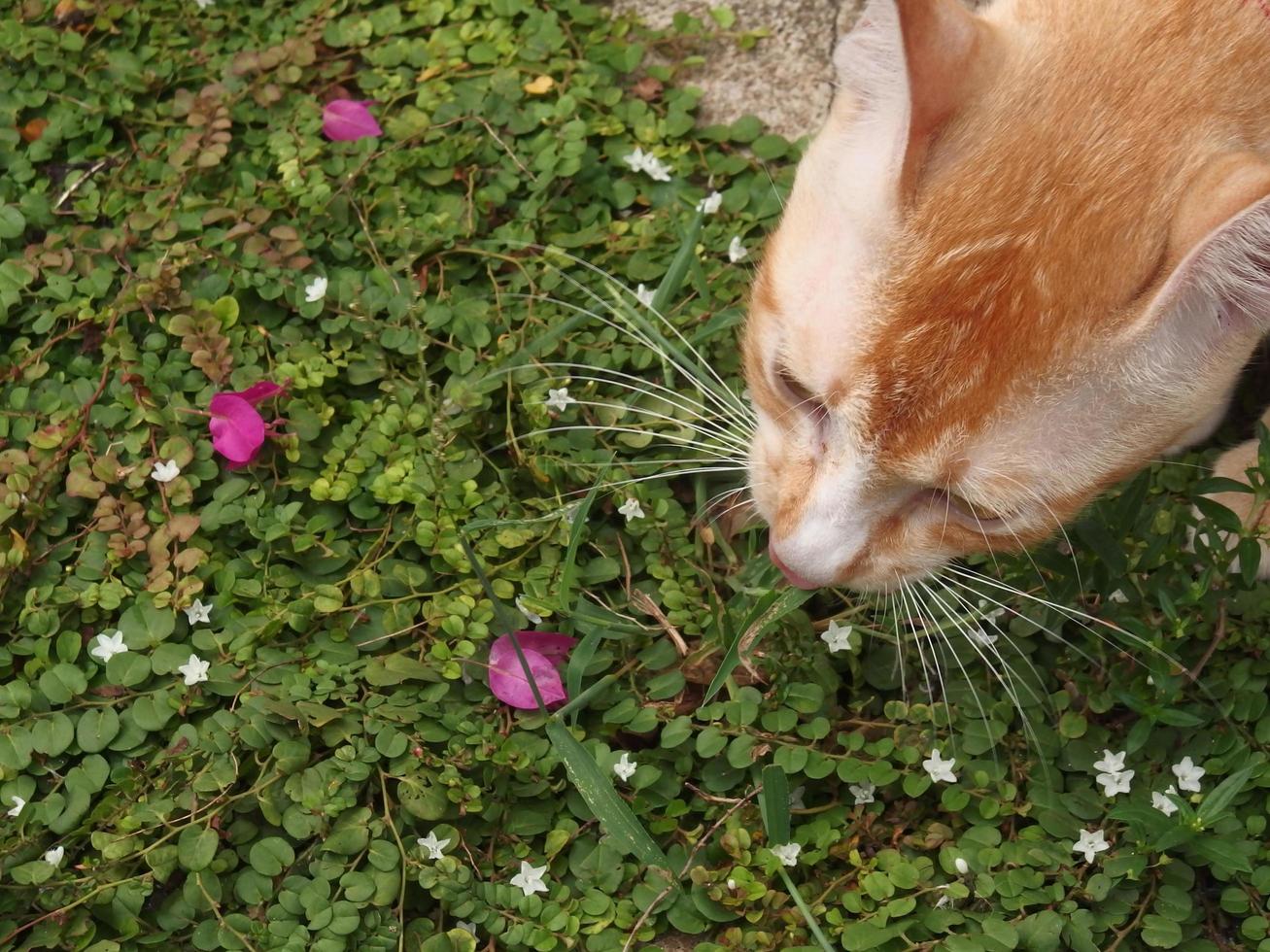 de kat heeft witte strepen en oranje strepen. foto