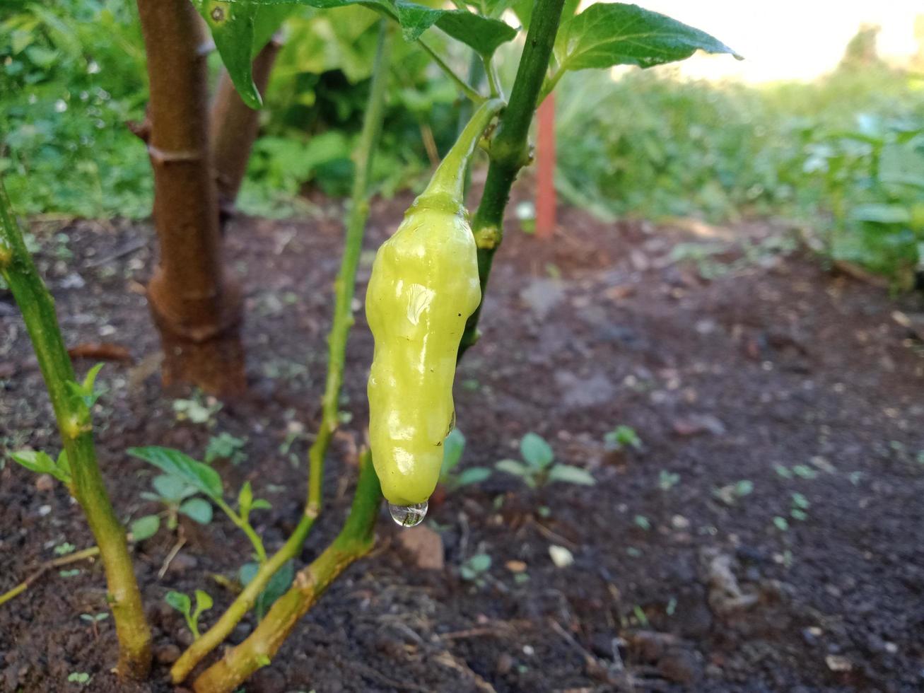 pepers planten die nog groen zijn foto