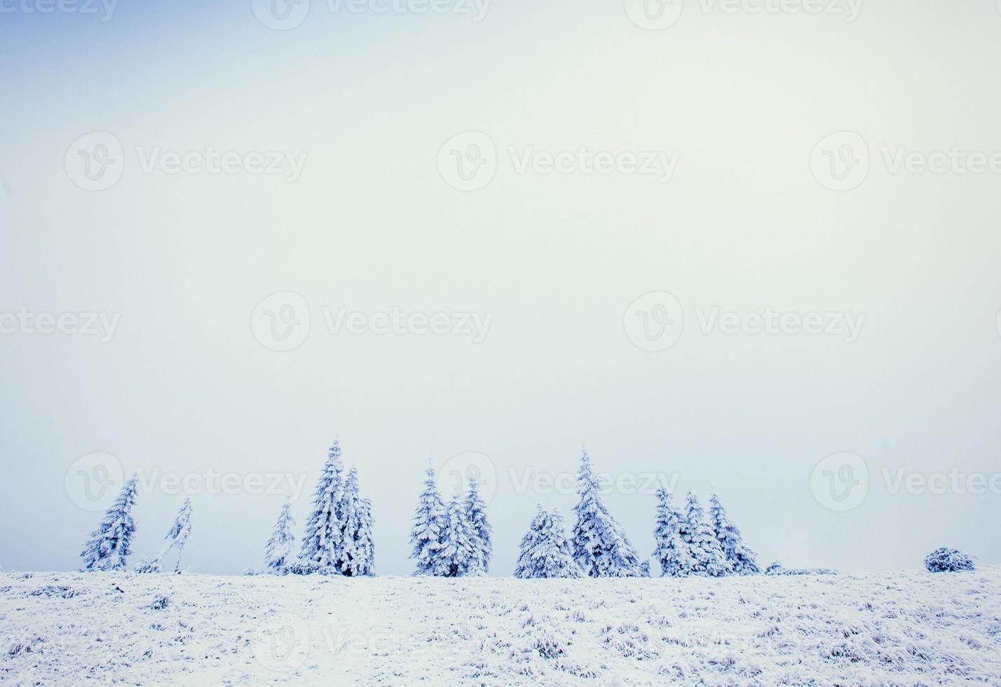 winterlandschap bomen in vorst en mist foto