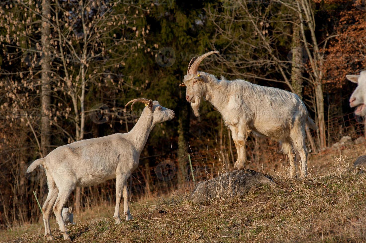 dieren in vrijheid, grazen foto