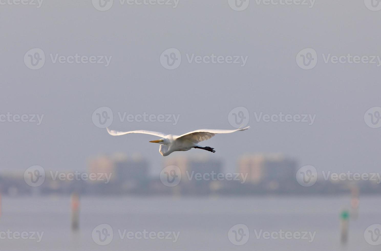 grote witte zilverreiger die over de wateren van Florida vliegt foto