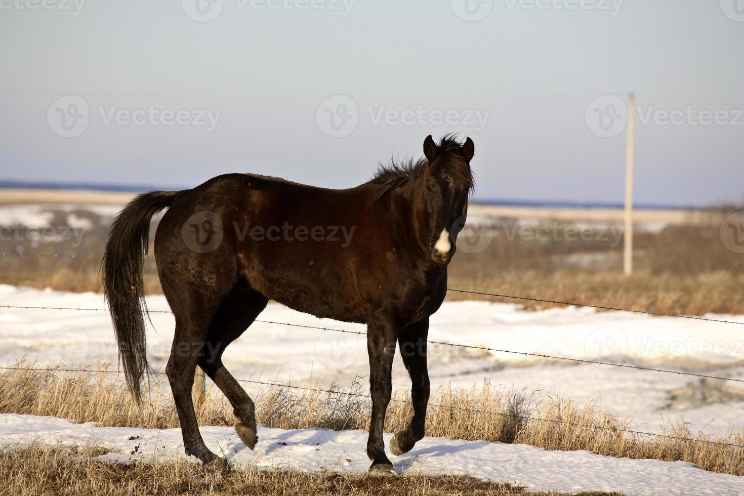 paard in de winterweide foto
