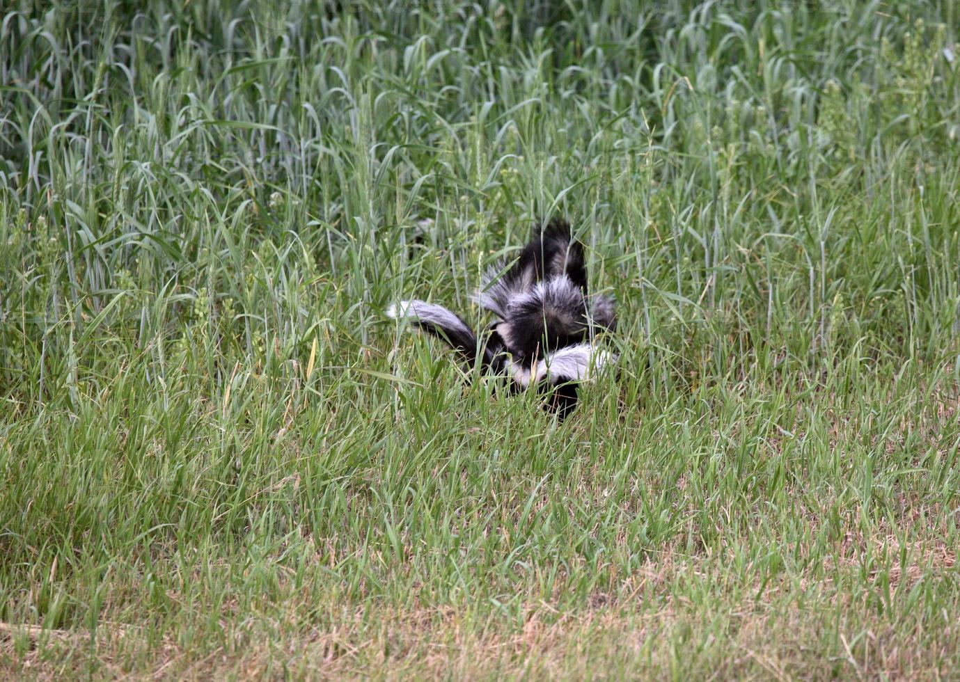 familie van gestreepte stinkdieren in het schilderachtige Saskatchewan foto