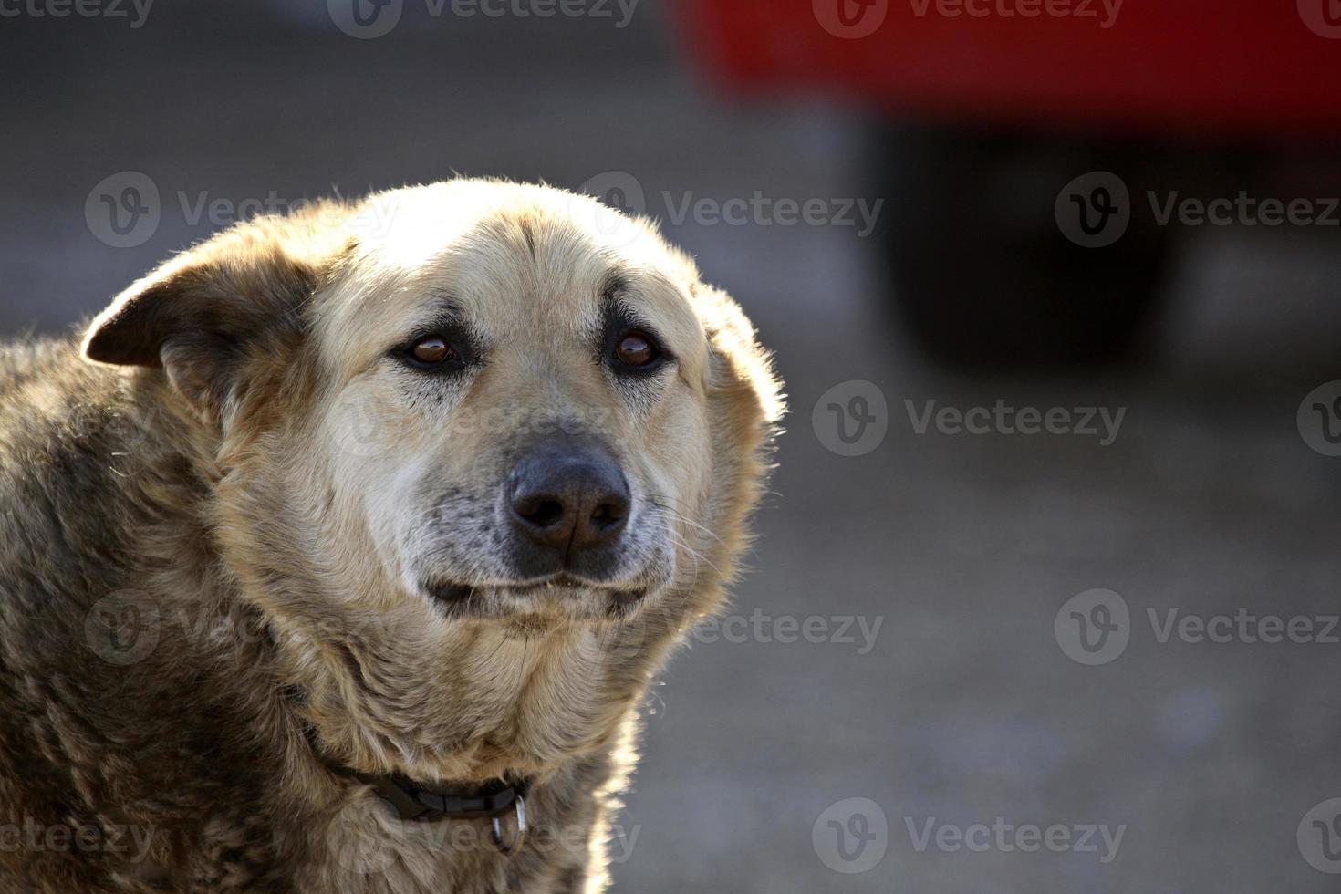 een oudere autokerkhofhond foto