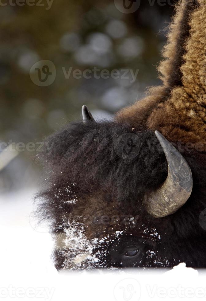 bizon buffel wyoming yellowstone foto