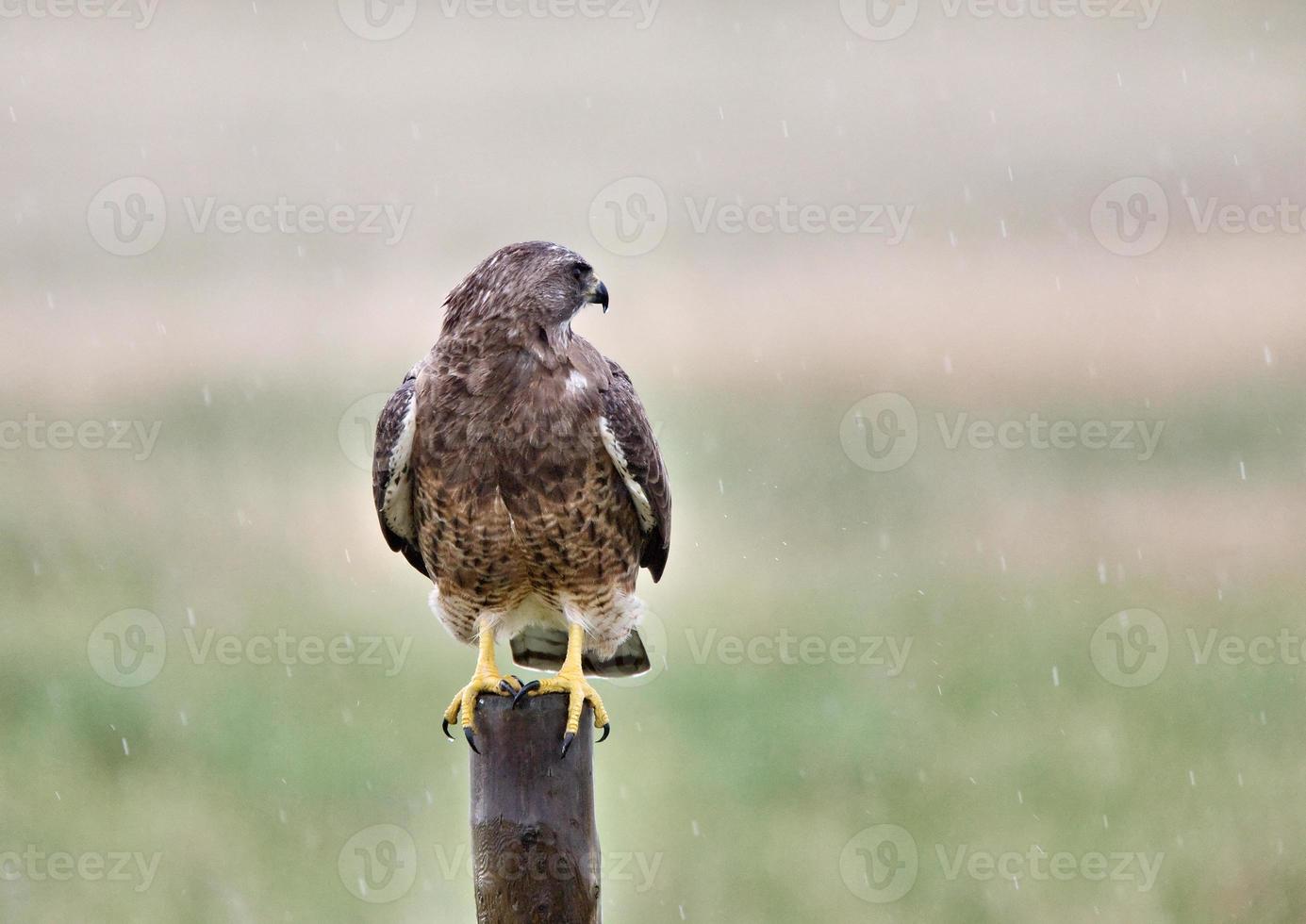 swainson havik op post foto