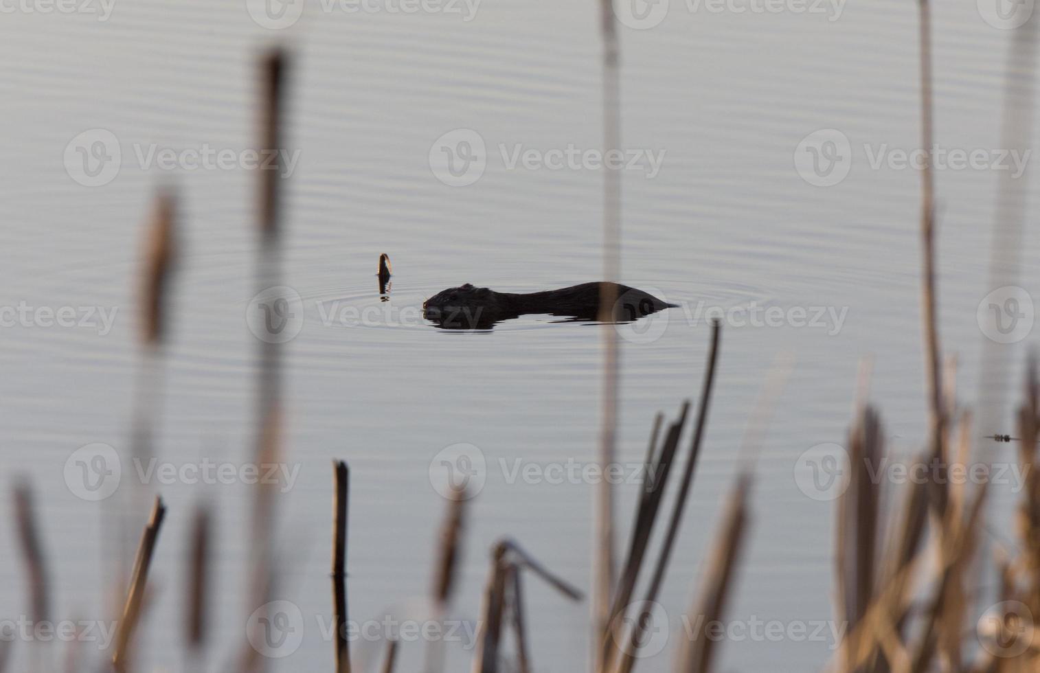 bever in de schemering saskatchewan canada foto