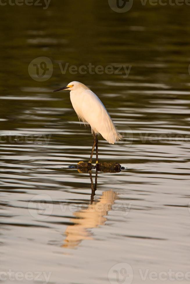 witte zilverreiger in de wateren van Florida foto