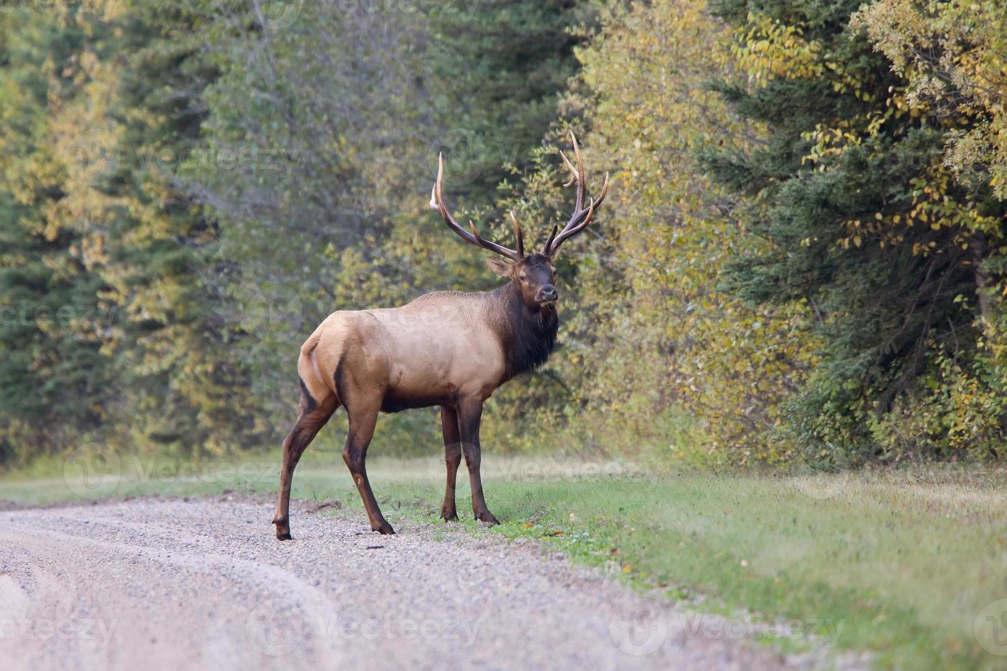 stier elanden saskatchewan canada foto