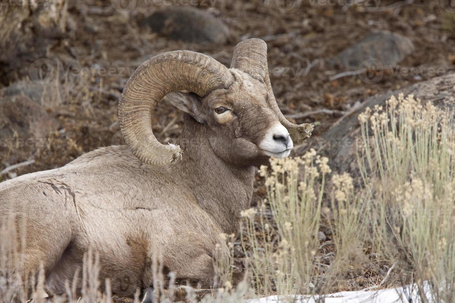 yellowstone park wyoming winter sneeuw grote hoorn schapen foto