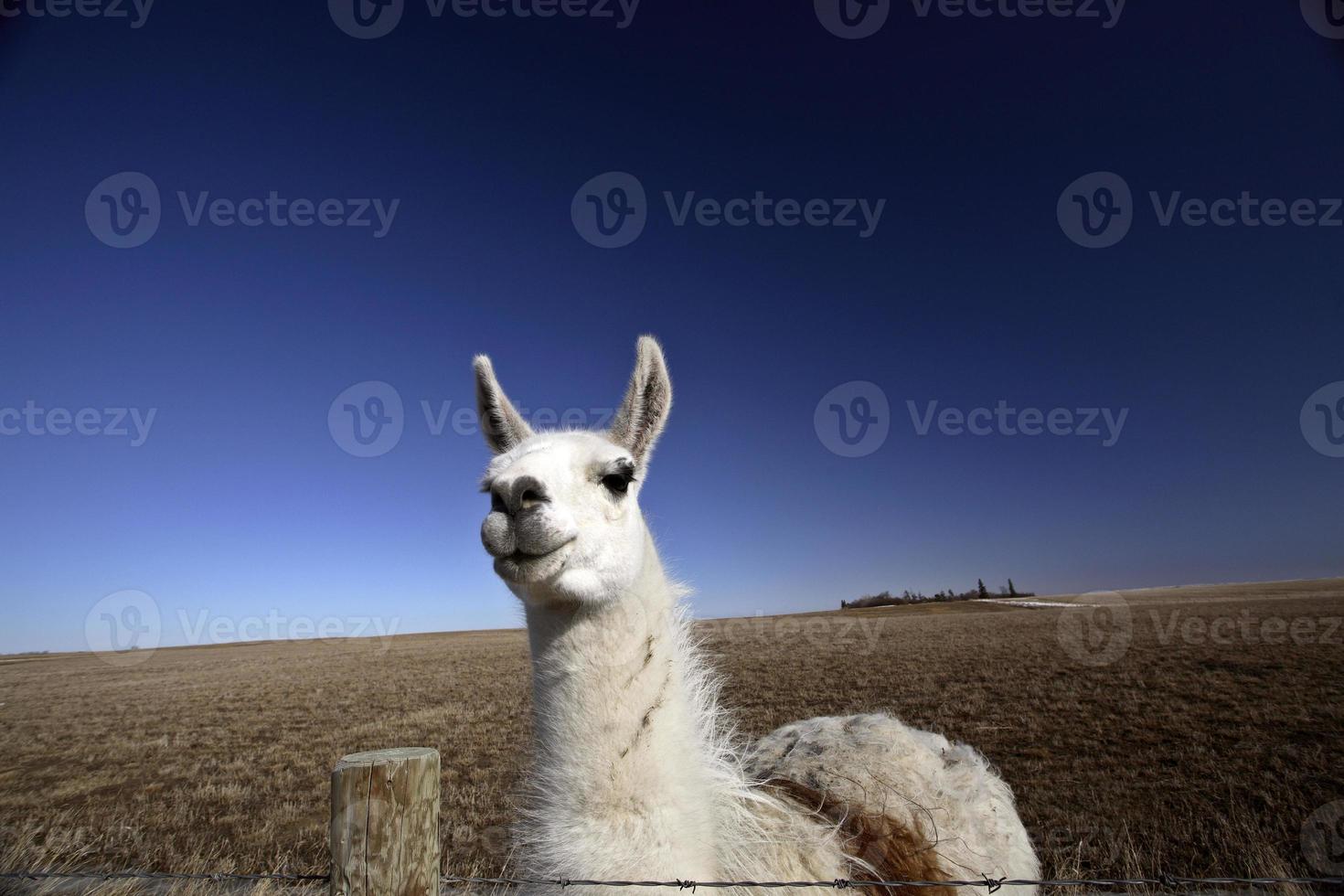 een lama in een weiland in Saskatchewan foto