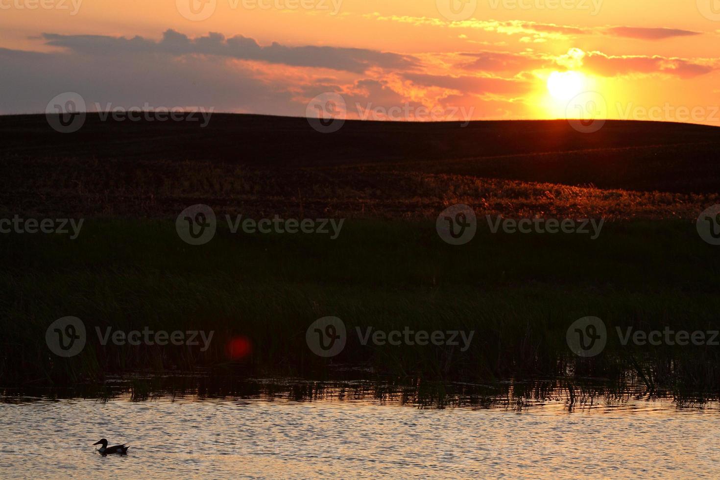 eend zwemmen in een vijver van Saskatchewan bij zonsondergang foto