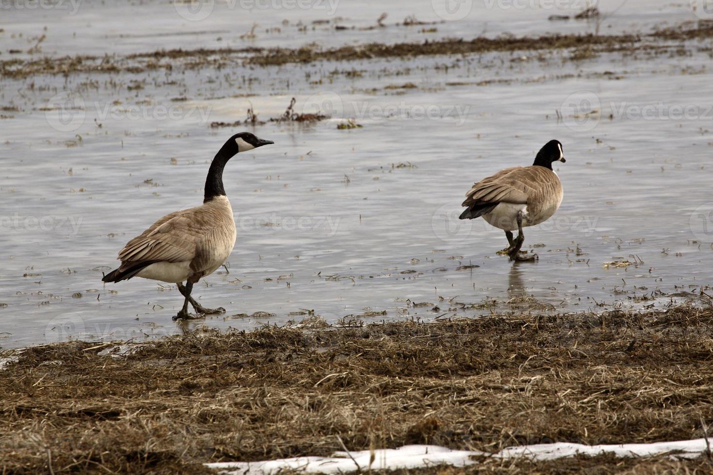 Canadese ganzen op bevroren vijver foto