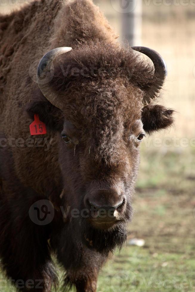 close-up van een Amerikaanse bizon in Saskatchewan foto