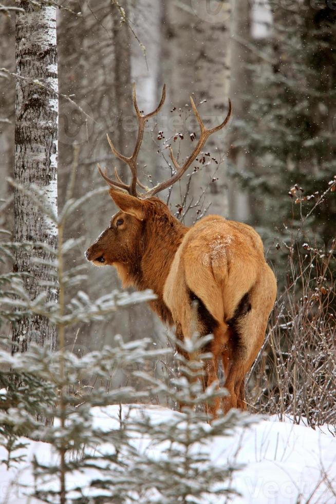 elanden in de winter Canada foto