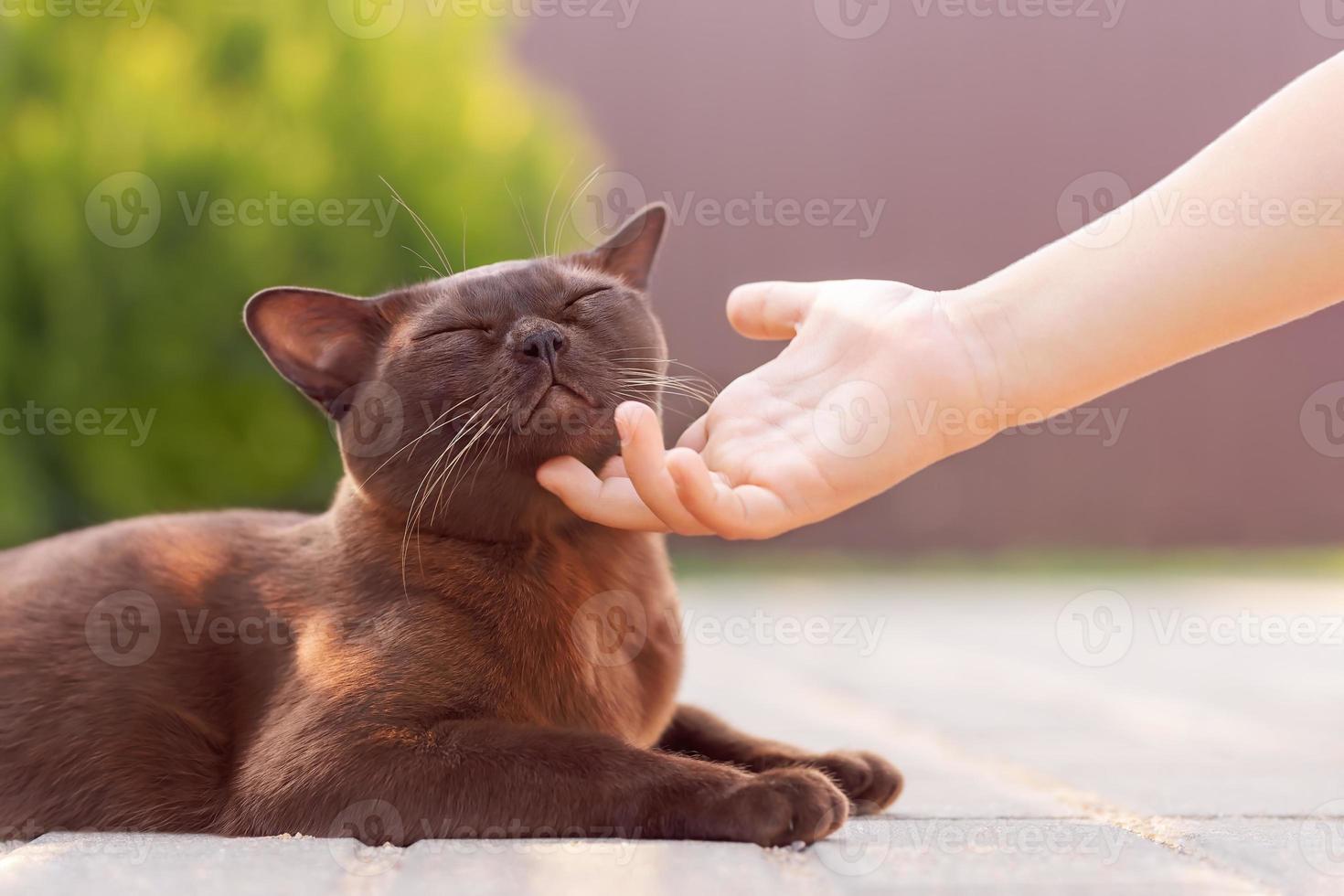 Birmese kat liggend buiten en kind hand aaien kat nek foto