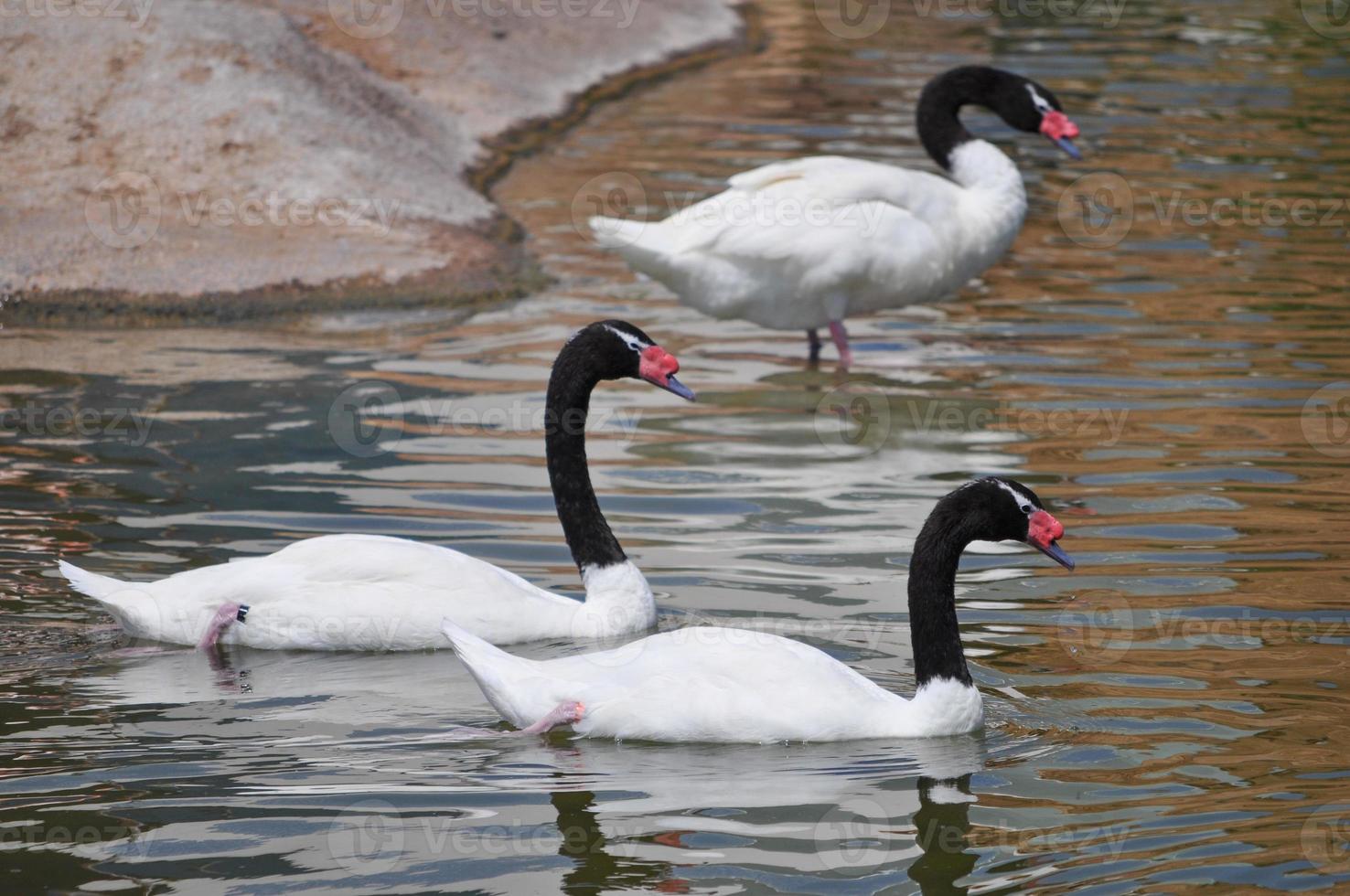 zwarte hals zwaan vogel dier foto