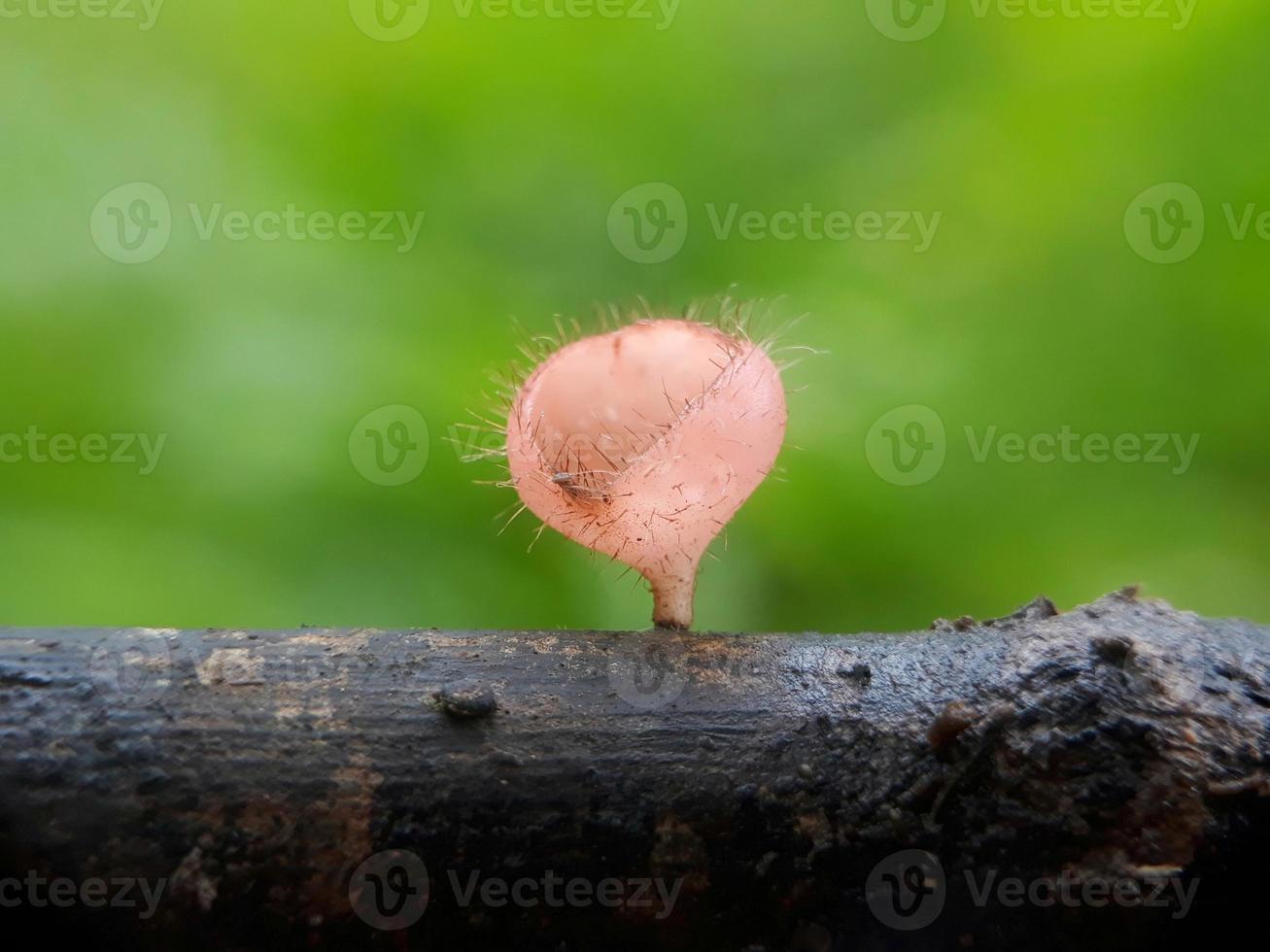 pluizige rozerode paddenstoelen over twijgen tegen een natuurlijke achtergrond foto