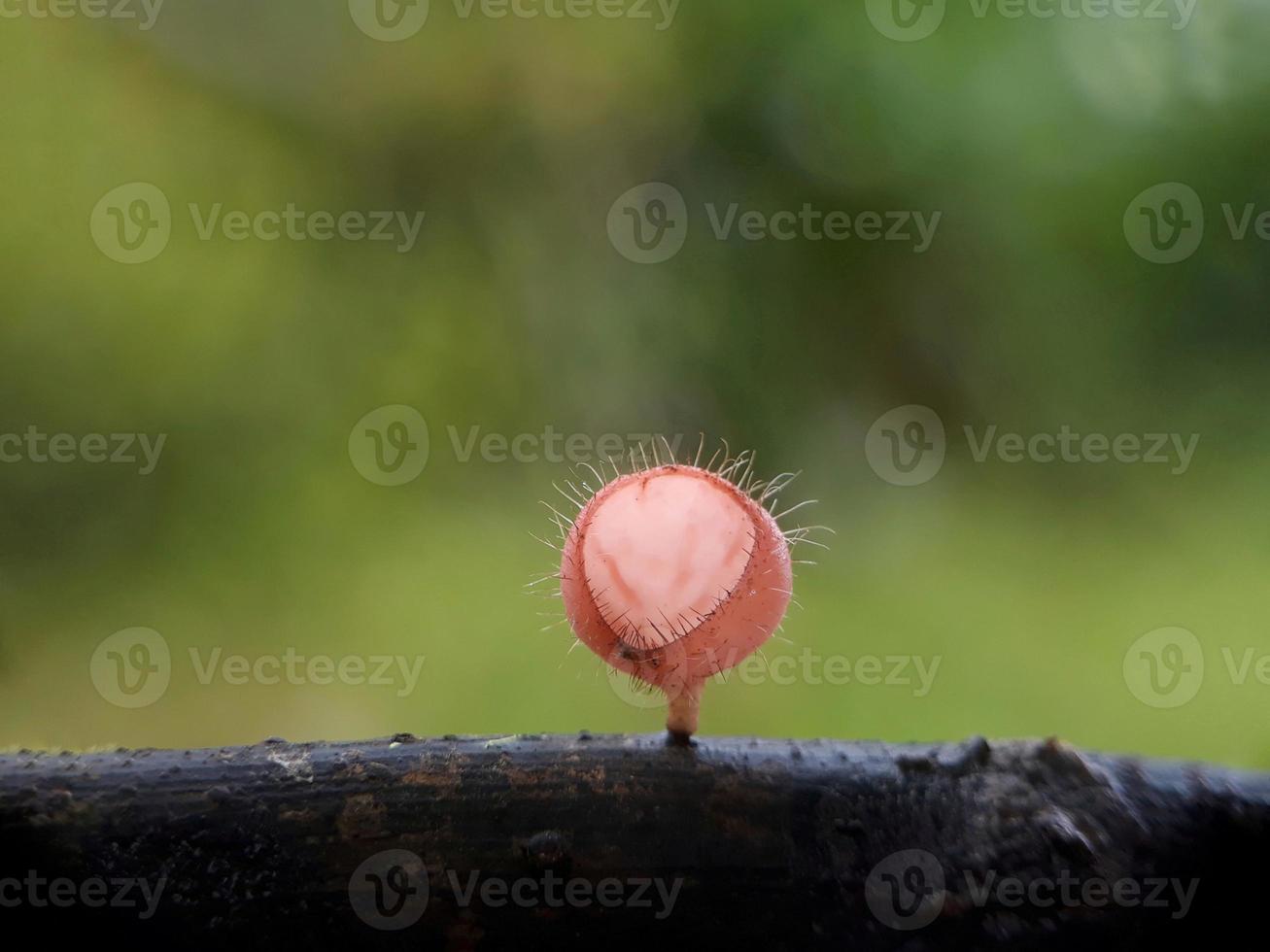 pluizige rozerode paddenstoelen over twijgen tegen een natuurlijke achtergrond foto