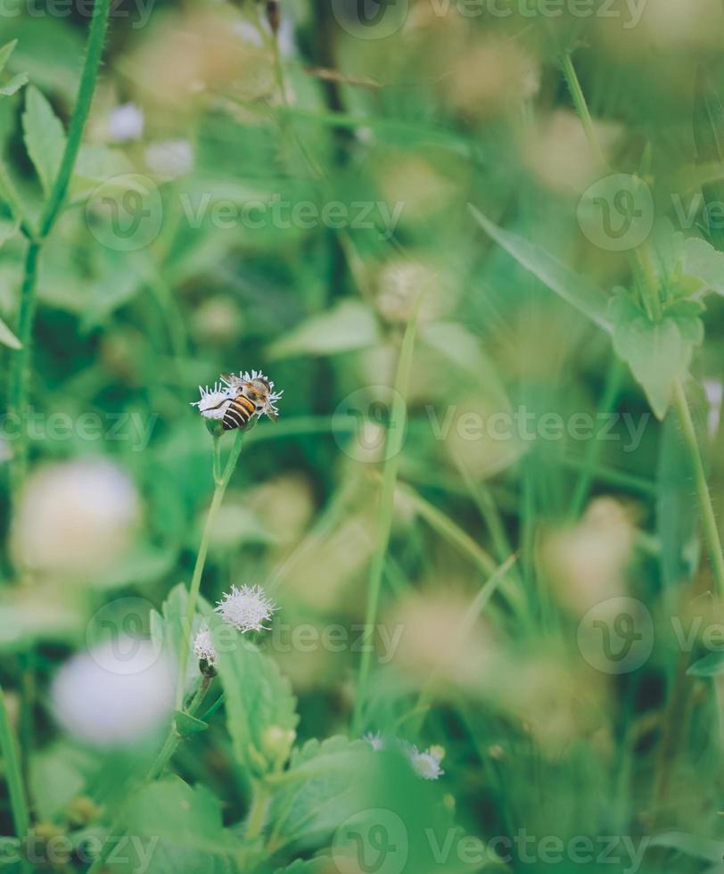 bijeninsectenvlieg op bloeiend bloemenveld, bestuiving in de lente. pollenplant op natuurlijke wijze in de zomer. achtergrond natuur wild, schoonheid verse flora groen blad buiten gras. geen mensen. foto