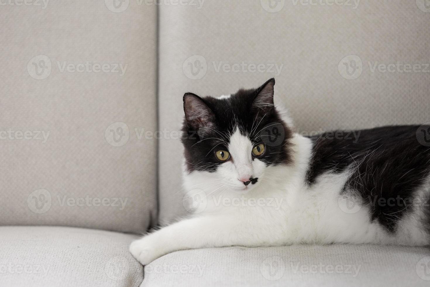 schattige pluizige kat ontspannen op de bank foto