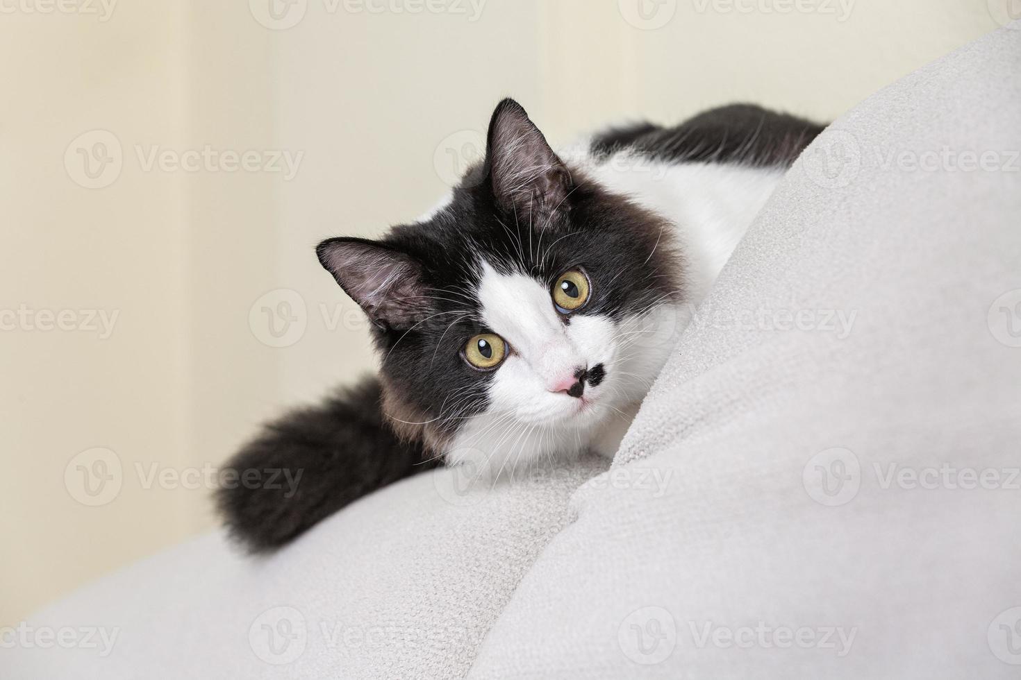 schattige kat verstopt achter kussen op de bank foto