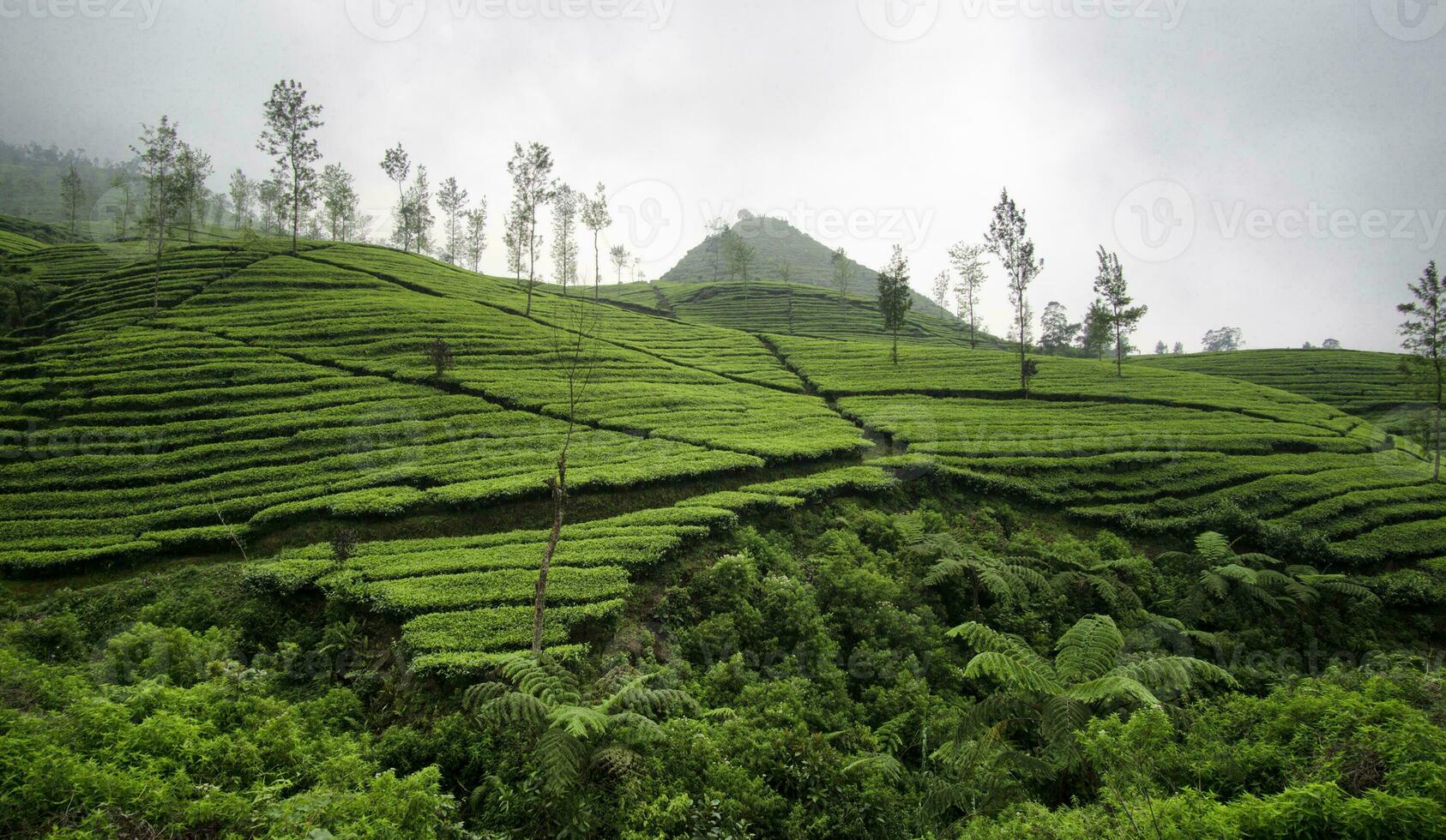 groene theeplantage in wonosobo, indonesië. theeplanten, mistige theetuinen, uitzicht op de theetuinen. foto